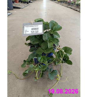 Fragaria ananassa 'Korona' C 2 L